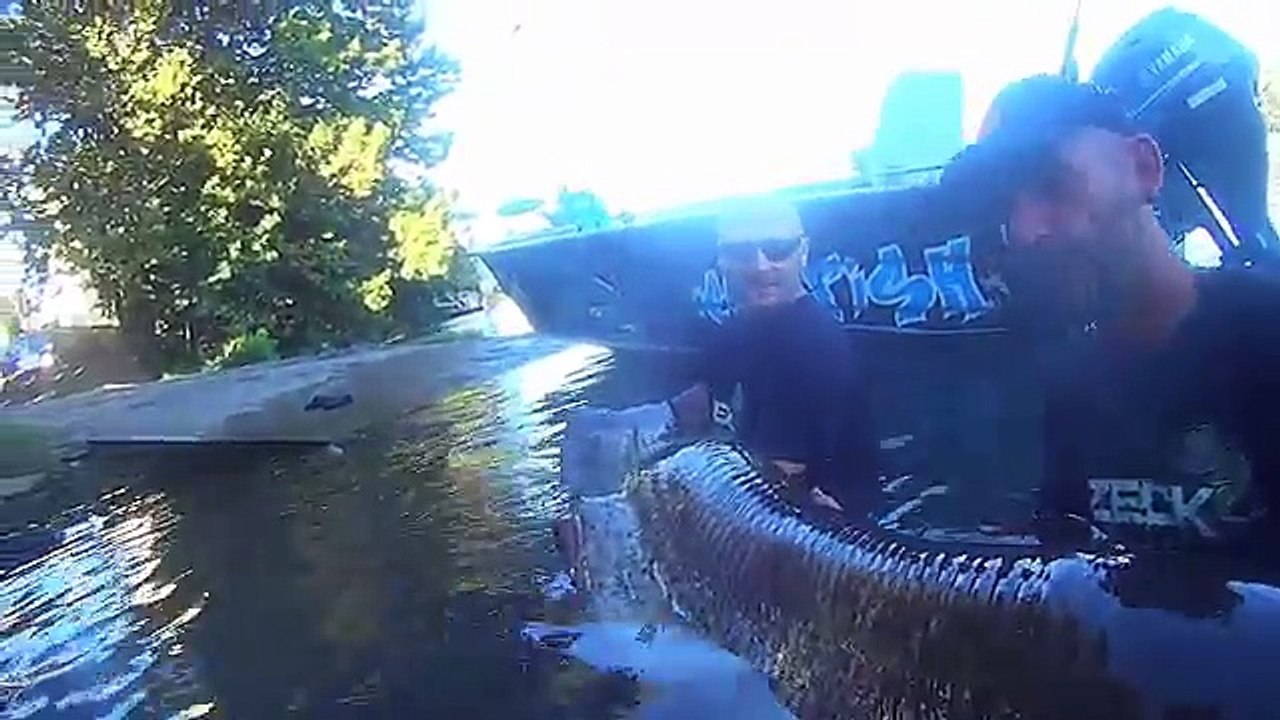 INCREDIBLE HUGE CATFISH 8,5 FEET - 265 LBS - HD by CATFISHING WORLD