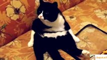 Cats are so funny you just can't stop laughing - Funny cat compilation