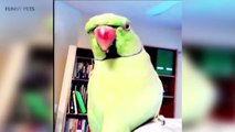 FUNNY BIRDS ★ Birds Are AWESOME [Funny Pets]