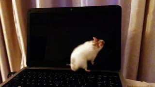 Hilarious hamster fail!