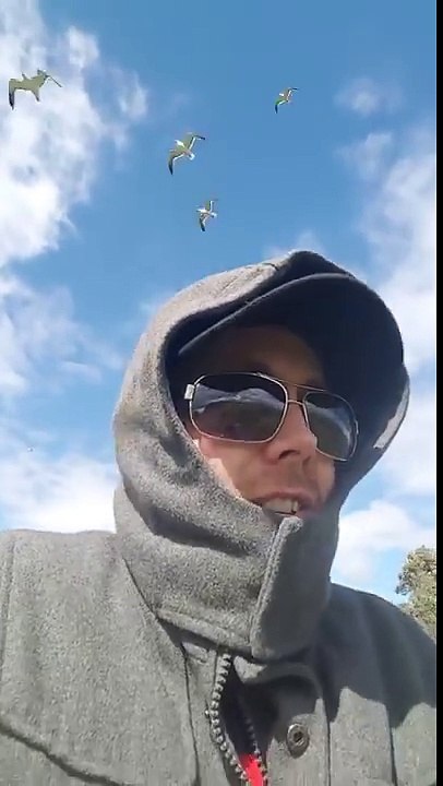 Attack of the Seagulls