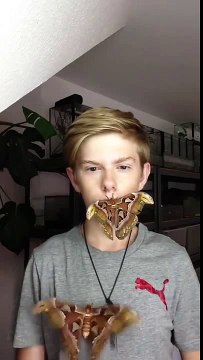 Giant moths anyone