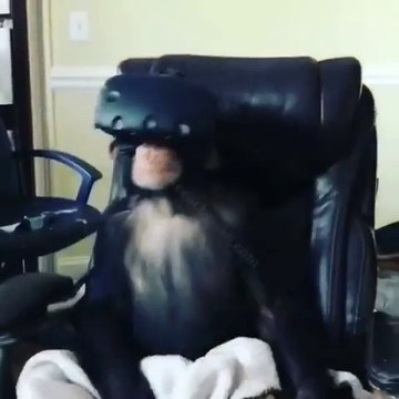 Ce chimpanzé joue à un jeu en réalité virtuelle!