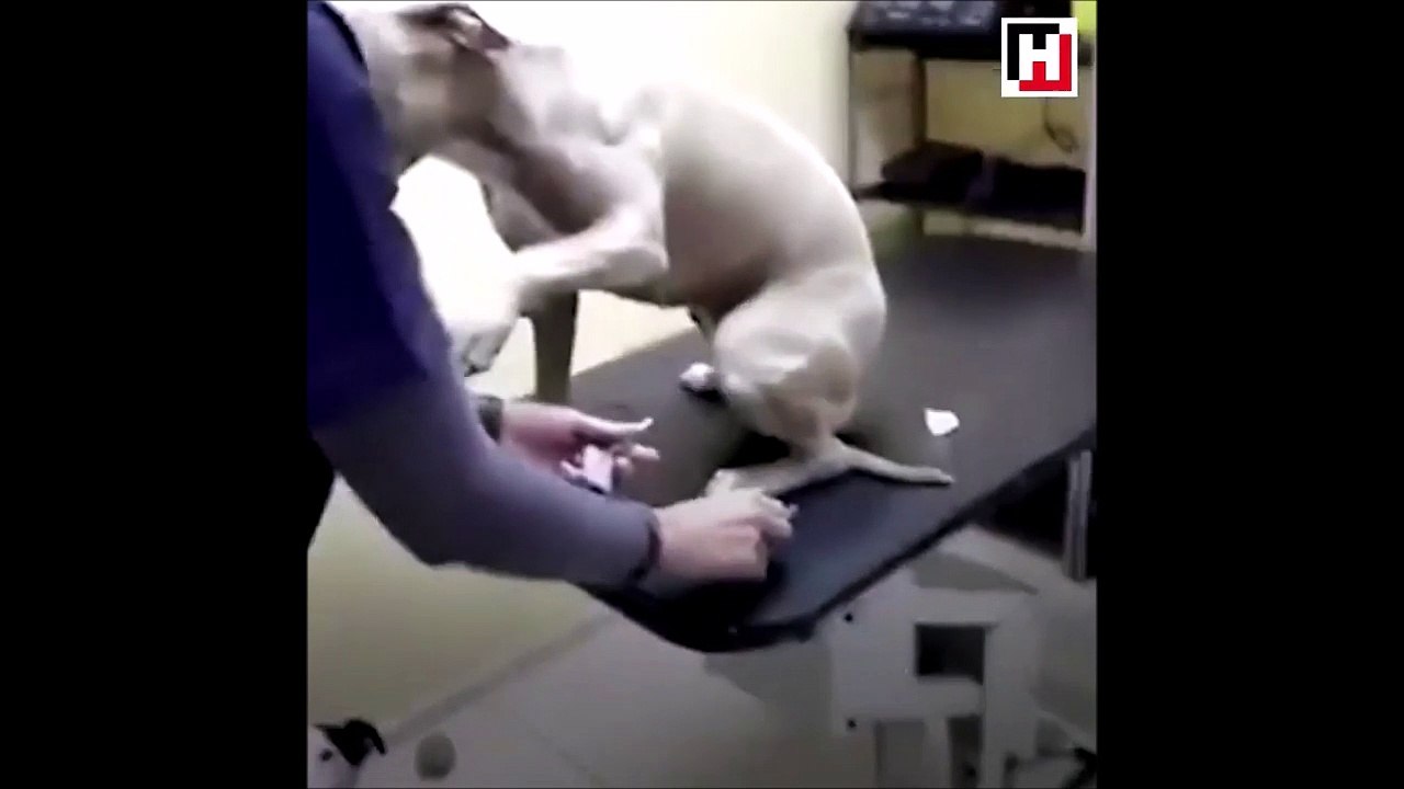 İğne olmaktan korkmayan köpek