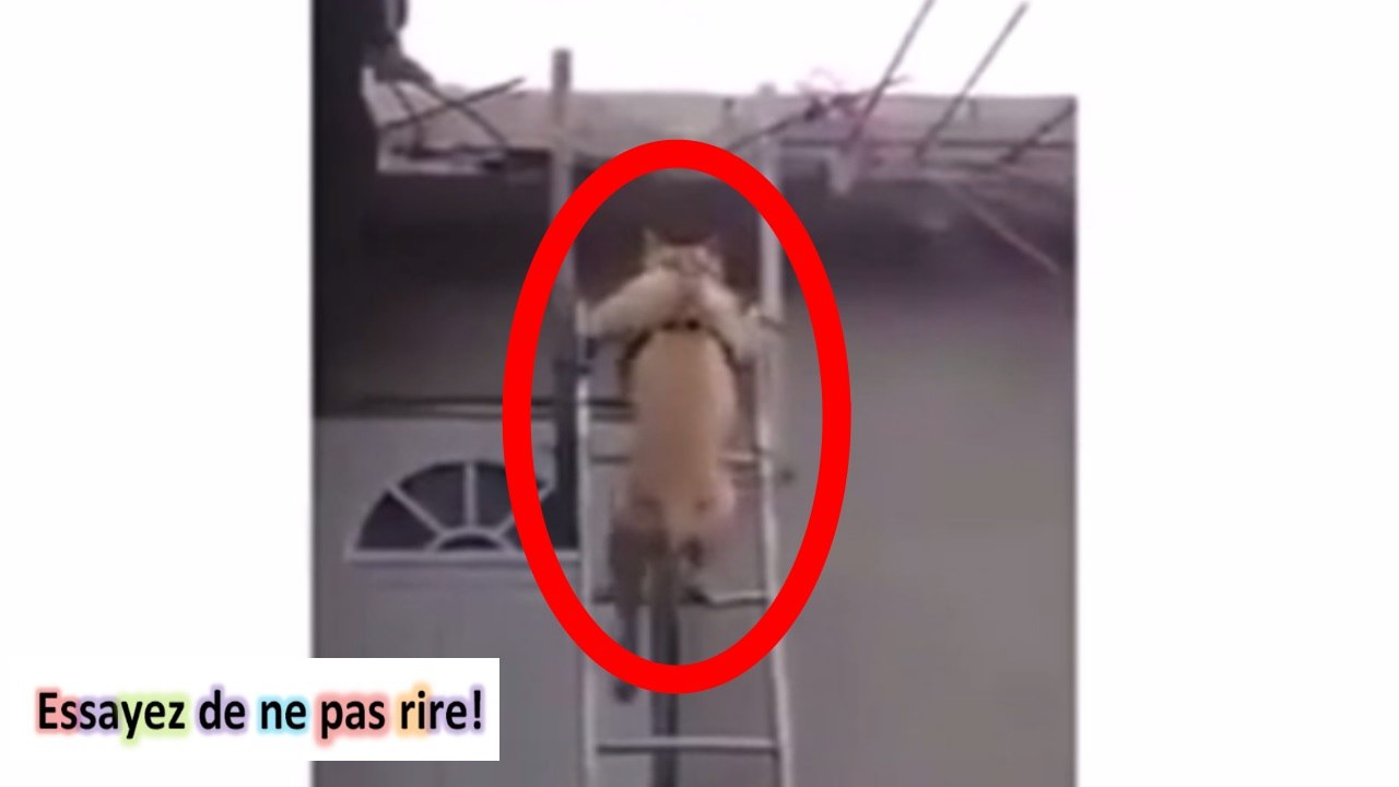 Ce chien descend tranquillement - video gag
