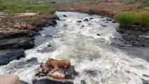 Lion Slips and Falls into Sabi River - Kruger National Park, South Africa