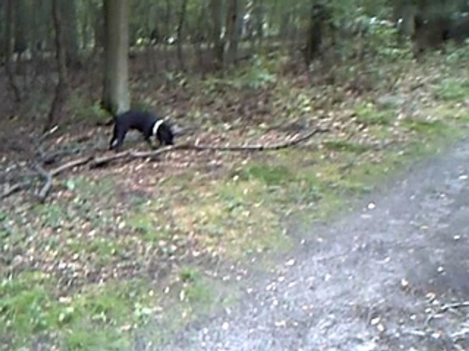 Baya et son bout de bois