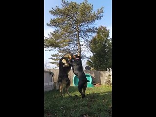 Huge Rottweiler Puts the Brakes on Kid's Joyride