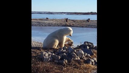 Un ours polaire caresse un chien.