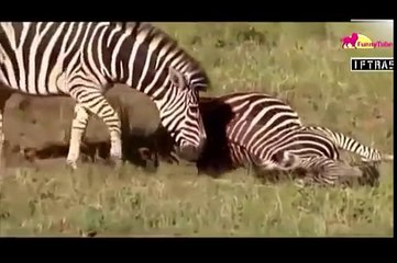 حمار وحشي يعاقب زوجته ويثأر لشرفه _ Zebra punished his wife and avenger his hono