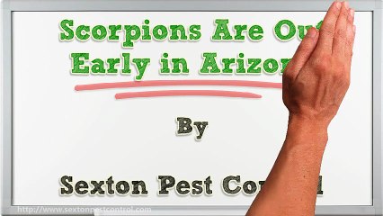 Scorpions Are Out Early in Arizona