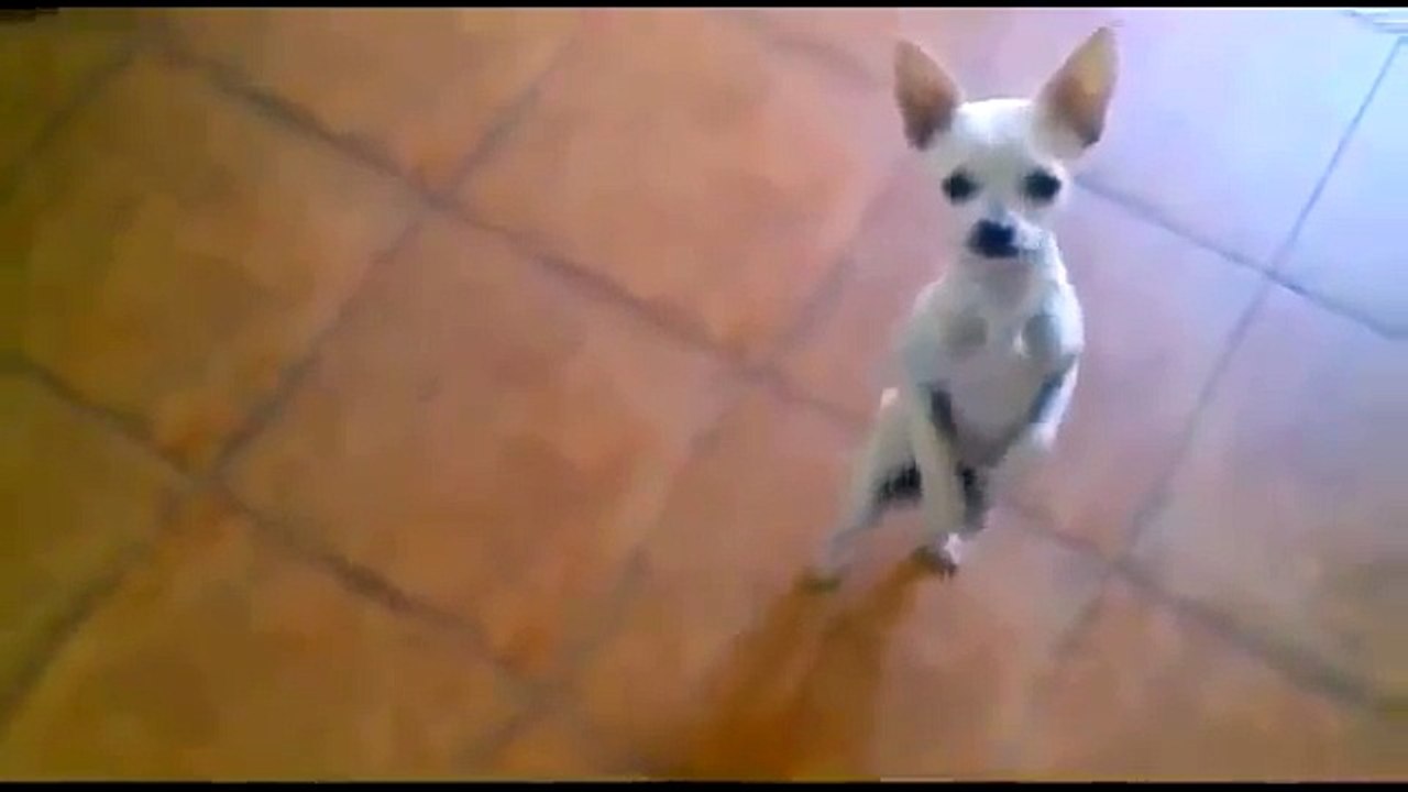 Funny_Cats_and_Dogs_Compilation_(2016)
