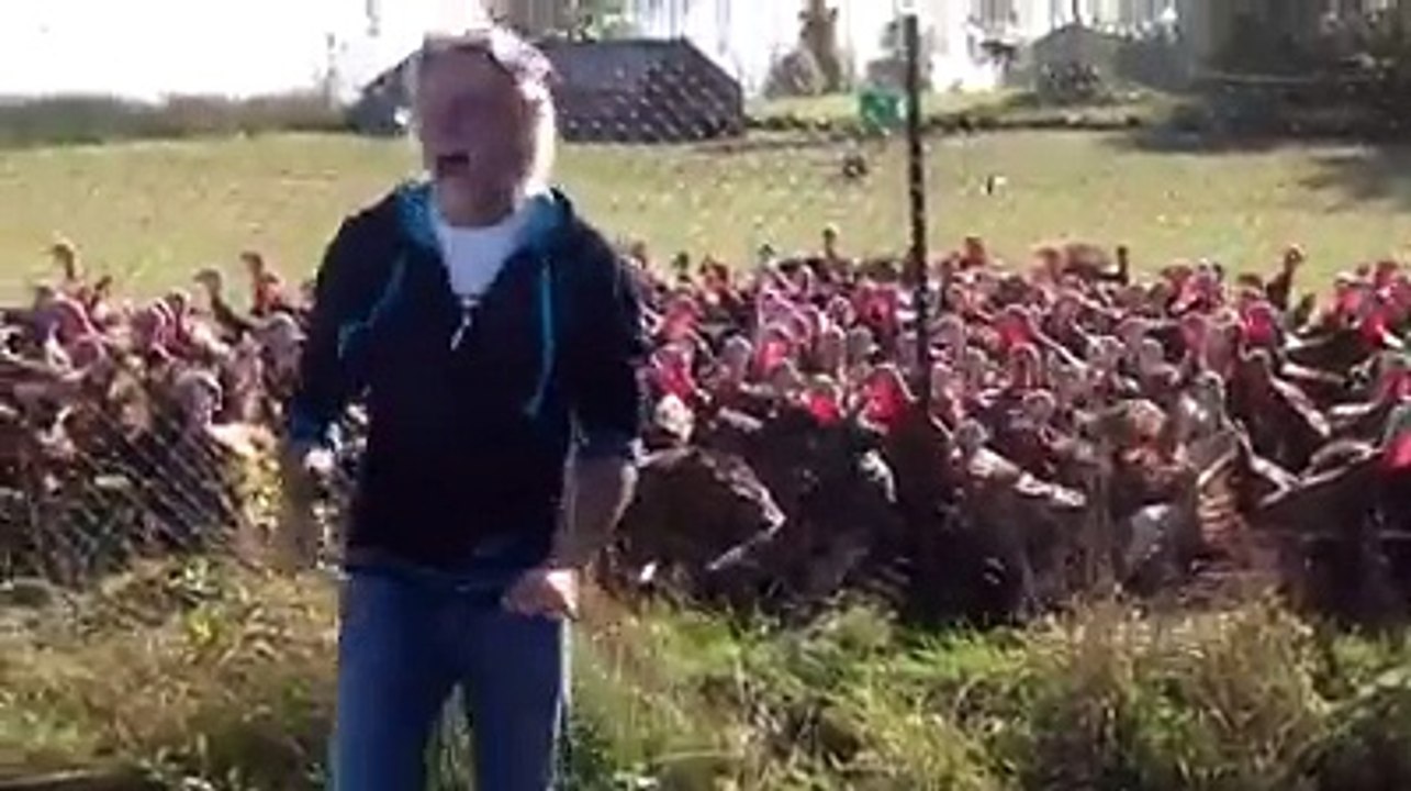 Dans la peau d'une star, des dindes réagissent