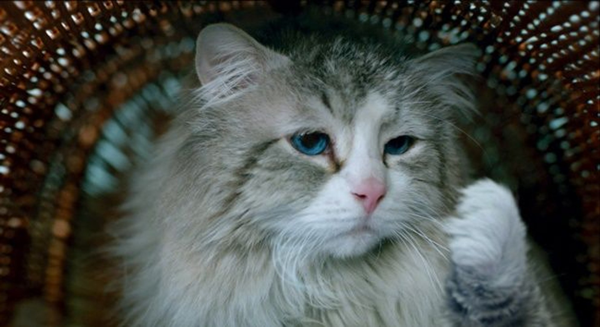 Disfrute Siete vidas, este gato es un peligro pelicula completa - Video  Dailymotion