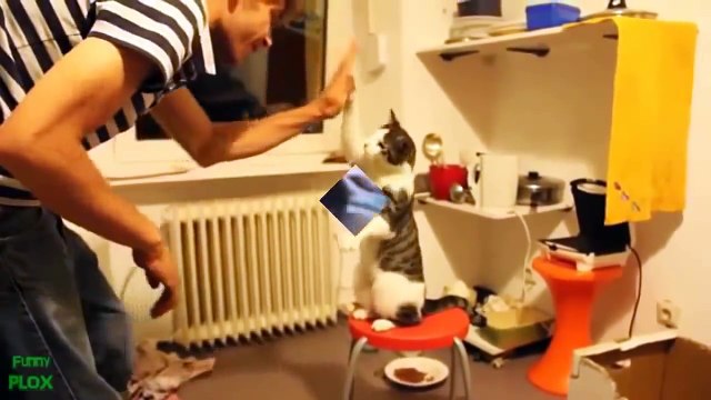 Самые смешные и прикольные животные и конечно же неудачные моменты