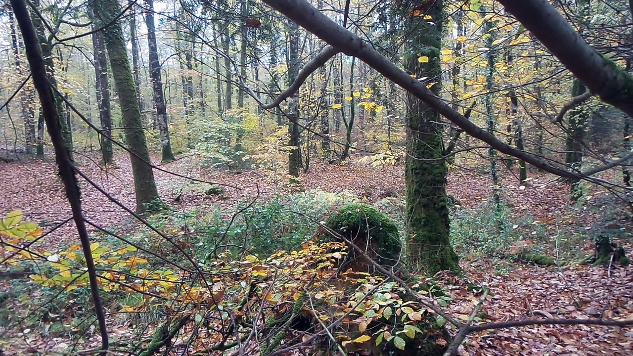 Pluie en forêt