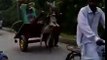 Funny Donkey wheeling pakistan