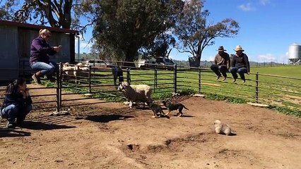 An ambitious puppy tries to gather the sheep