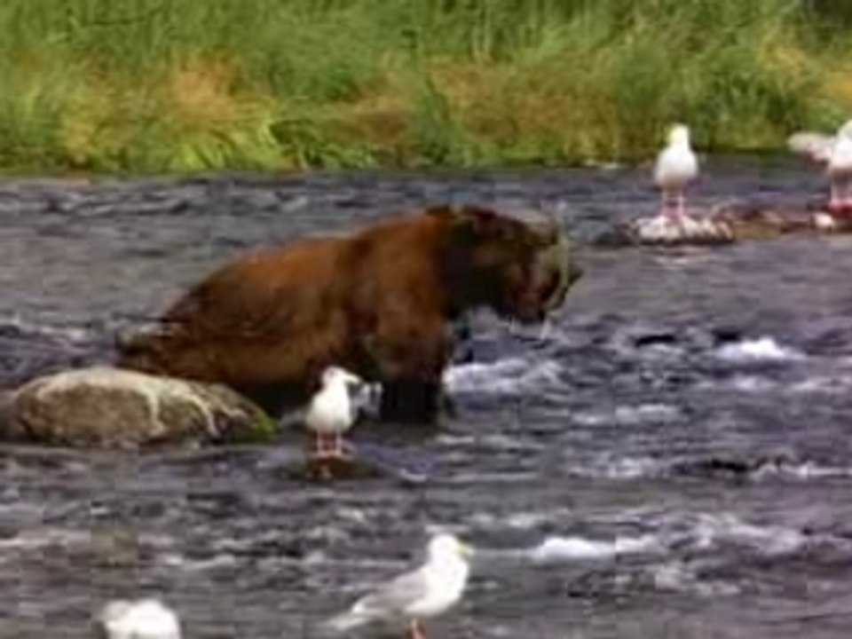 Bear