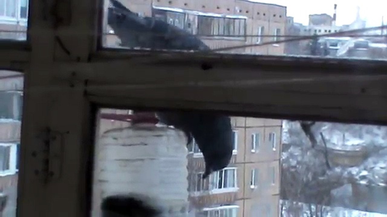 Сообразительный голубь