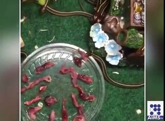 ایک ساتھ اتنے سارے سانپوں کو کبھی کھاتے ہوئے دیکھا ہے؟