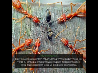 En iyi 20 Tuhaf Ama Gerçek Paylaşımları Kasım 2016