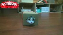 BEST FUNNY KITTY CAT FAILS! Fail Compilation with Cute Cats & Kittens
