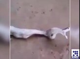 سانپ کے منہ سے زہر کو نکلتے تو دیکھا ہوگا لیکن یہ کیا ؟ چونکا دینے والی وڈیو جو آپ کو حیرت میں ڈال د -