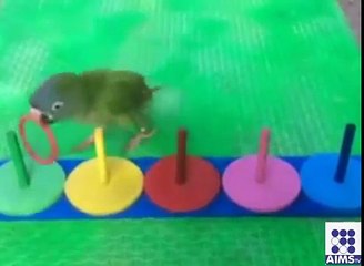 طوطے کی ایسی عقلمندی جسے دیکھ کر سب دنگ رہ گئے