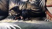 4 weeks old mini Dachshunds pups playing will melt your heart
