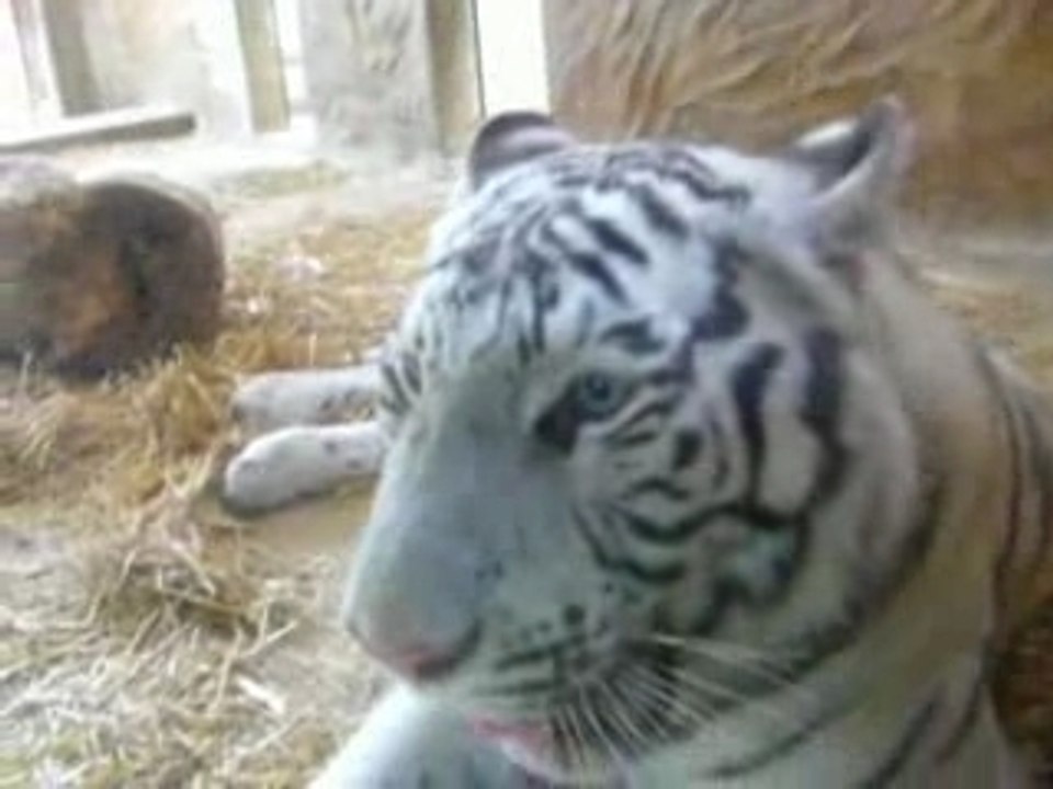 tigre blanc