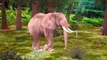 Finger Family Nursery Rhymes Elephant Cartoon | Animals Finger Family Children Nursery Rhymes
