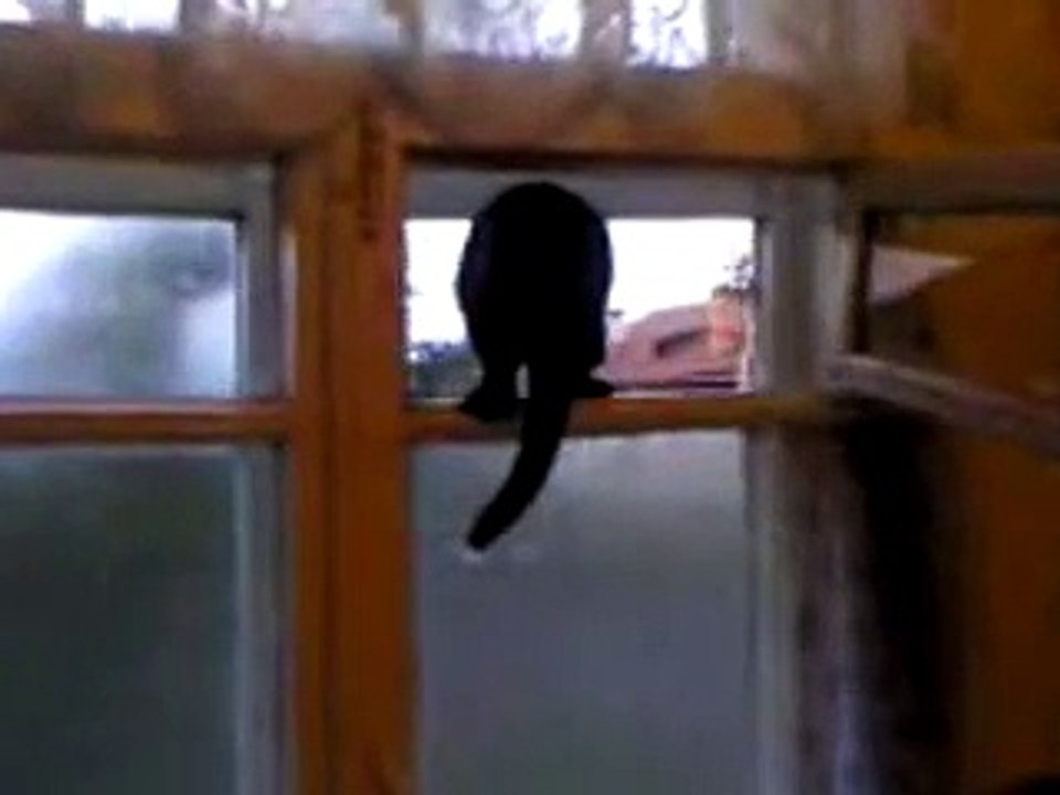 Questo Gatto Abbaia come un Cane, INCREDIBILE