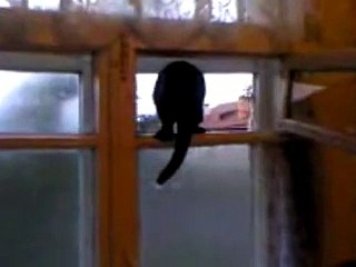Questo Gatto Abbaia come un Cane, INCREDIBILE