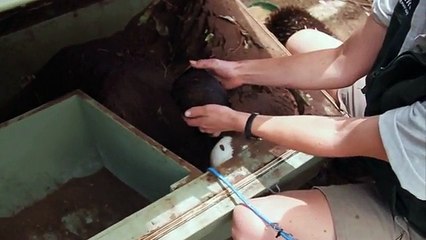 Un zoo de Sydney célèbre l'arrivée de trois bébés échidnés, une première depuis plus de 30 ans