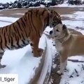 Un tigre et un chien se font des câlins !