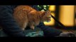 A Street Cat Named Bob - Silent Night Clip - At Cinemas Now