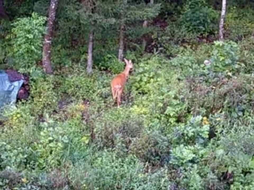 On a retrouvé la mère de Bambi