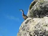 Le Cormoran huppé de Bretagne