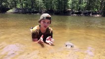 RARE FOOTAGE Stingray Giving Birth, Boy Delivers 12 Stingrays! HD