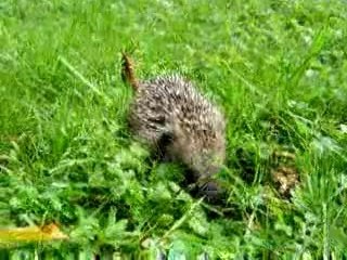 Spontex, les croquettes et la mouche.