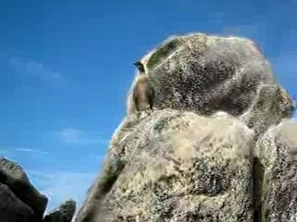 Un grand Cormoran huppé de Bretagne