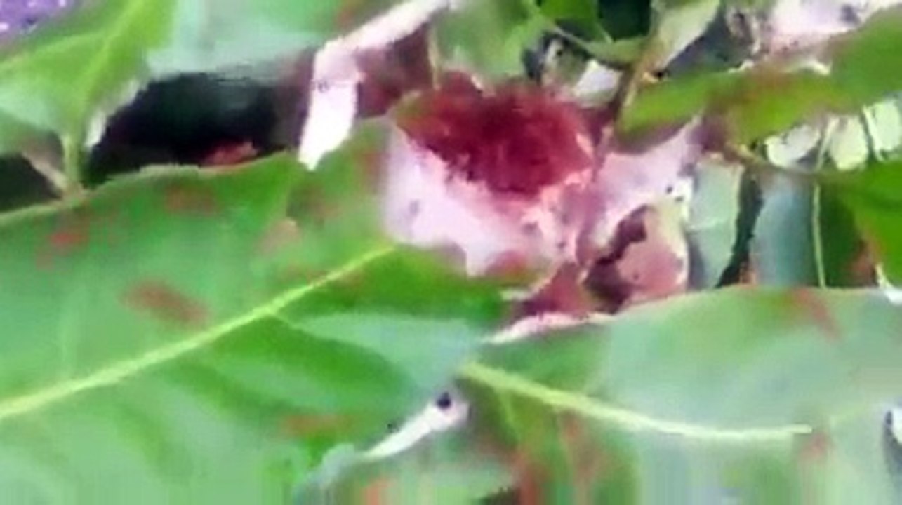 Putting ants into your...