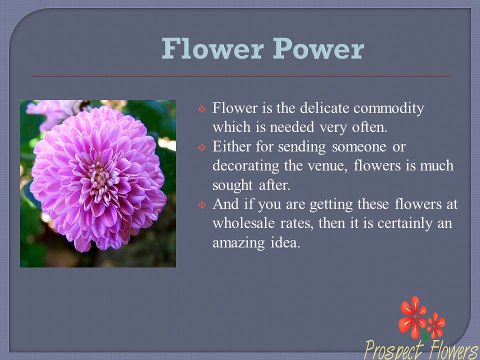 Order Wholesale Fresh Flowers Online – Prospect Flowers