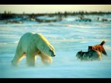 Sibirya Kurdu Kutup Ayılarına Kafa Tutuyor!
