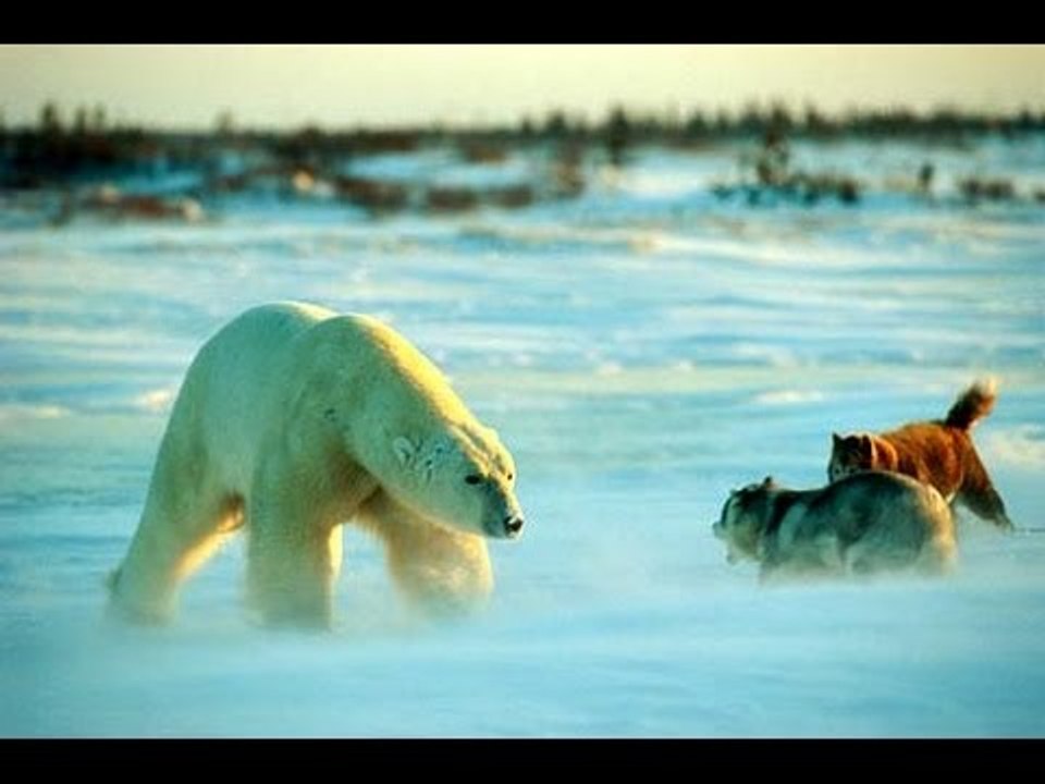Sibirya Kurdu Kutup Ayılarına Kafa Tutuyor!