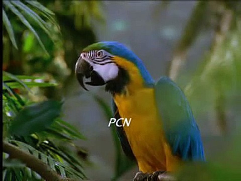 Aa chuka hoon terey dar par