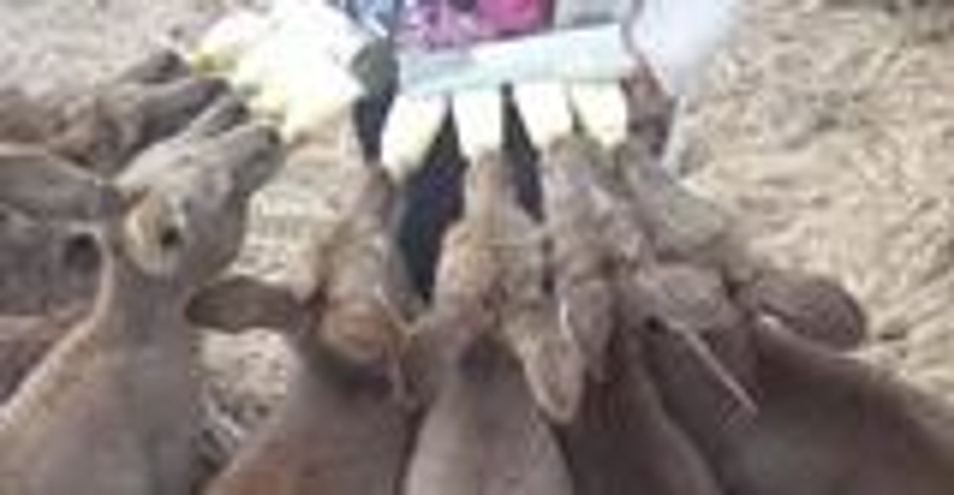 Eight Orphaned Kangaroo Joeys Enjoying Milk Bottles From Surrogate Mother
