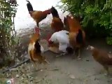 Insolite : 6 coqs prennent d'assaut une poule ! La pauvre