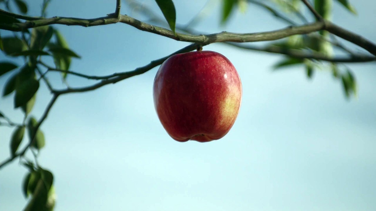 Apple : MacBook Pro – Bulbs